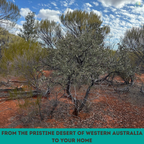 Pure Organic Australian Sandalwood Incense Sticks